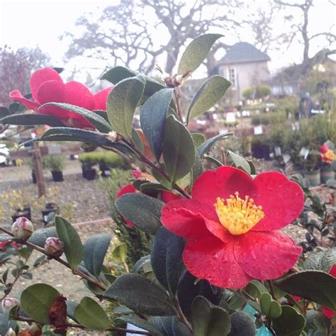 Fall Spell Camellia: A Heartwarming Addition to Fall Wedding Decor